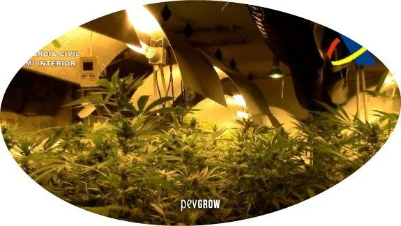 Cultivo interior de cannabis bajo luces amarillentas, con grandes conductos de ventilación sobre las plantas, en un recorte ovalado. Cultivo interior de cannabis bajo luces amarillentas, con grandes conductos de ventilación sobre las plantas, en un recorte ovalado.