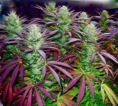 Varias plantas de cannabis en floración con cogollos claros y abundantes hojas dentadas de tonos verdes y morados.