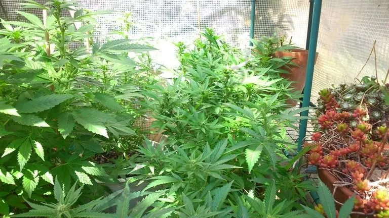Plantas de cannabis de abundante follaje bajo una cubierta translúcida, junto a macetas con suculentas a la derecha. Plantas de cannabis de abundante follaje bajo una cubierta translúcida, junto a macetas con suculentas a la derecha.