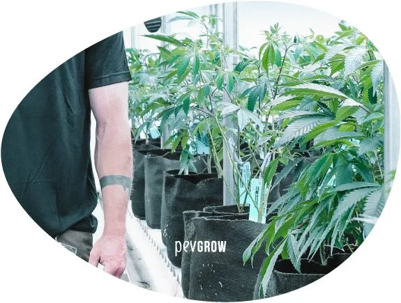 Plantas de cannabis en macetas negras alineadas en interior, junto al torso y brazo de una persona, en un recorte ovalado. Plantas de cannabis en macetas negras alineadas en interior, junto al torso y brazo de una persona, en un recorte ovalado.