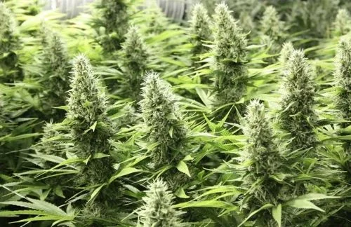Varias plantas de cannabis en floración, con cogollos alargados cubiertos de filamentos claros entre hojas verdes.