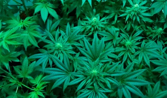 Vista cenital de varias plantas de cannabis con hojas dentadas y pequeños cogollos, bajo una iluminación verdosa. Vista cenital de varias plantas de cannabis con hojas dentadas y pequeños cogollos, bajo una iluminación verdosa.