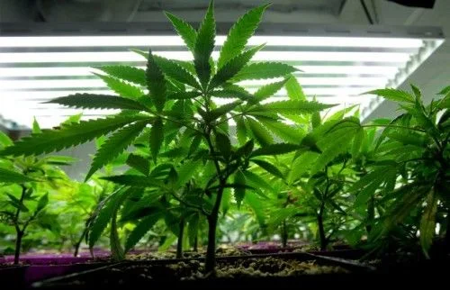 Plantas jóvenes de cannabis en macetas bajo tubos de iluminación, vistas desde abajo a la altura del sustrato.