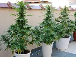 Varias plantas de cannabis con tallos altos y flores agrupadas, alineadas en macetas blancas junto al muro de una terraza. Varias plantas de cannabis con tallos altos y flores agrupadas, alineadas en macetas blancas junto al muro de una terraza.