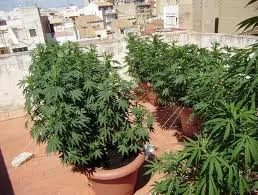 Plantas frondosas de cannabis en grandes macetas sobre una terraza soleada, con edificios visibles al fondo. Plantas frondosas de cannabis en grandes macetas sobre una terraza soleada, con edificios visibles al fondo.