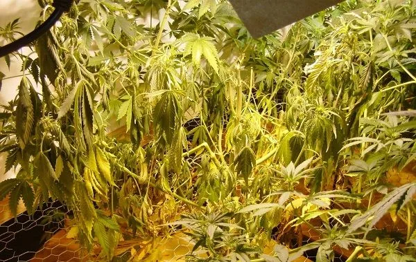 Plantas de cannabis en interior con numerosas hojas caídas y algunas amarillentas, bajo una iluminación de tono amarillo. Plantas de cannabis en interior con numerosas hojas caídas y algunas amarillentas, bajo una iluminación de tono amarillo.