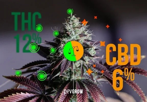 Cogollo de cannabis con hojas moradas, los textos «THC 12%» y «CBD 6%» y un símbolo de balanza en el centro. Cogollo de cannabis con hojas moradas, los textos «THC 12%» y «CBD 6%» y un símbolo de balanza en el centro.