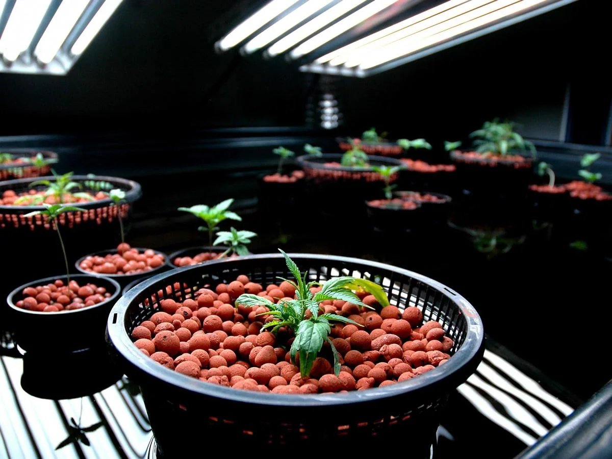 Plantas jóvenes en macetas de rejilla con bolas de arcilla, bajo tubos de luz en un espacio de cultivo interior. Plantas jóvenes en macetas de rejilla con bolas de arcilla, bajo tubos de luz en un espacio de cultivo interior.