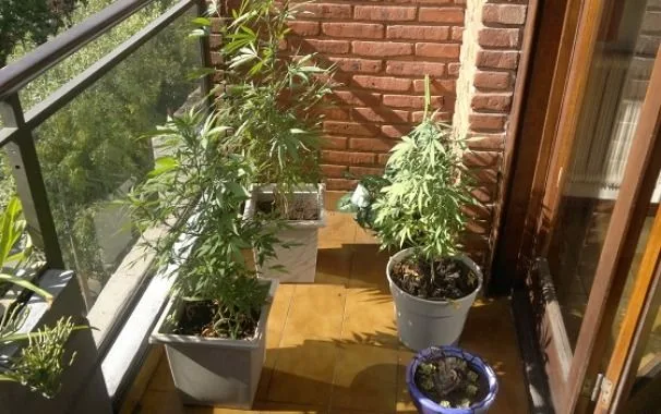 Plantas de cannabis en macetas cuadradas y redondas en un balcón estrecho, entre una barandilla acristalada y una puerta. Plantas de cannabis en macetas cuadradas y redondas en un balcón estrecho, entre una barandilla acristalada y una puerta.