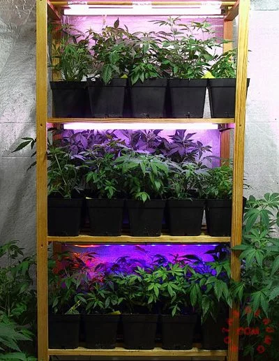 Estantería de madera con tres niveles de plantas de cannabis en macetas negras, iluminadas por tubos de luz blanca y violeta.