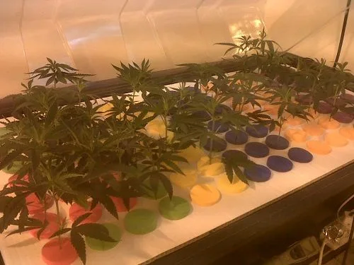 Plantas pequeñas de cannabis dispuestas en filas sobre una bandeja blanca con soportes circulares de colores, bajo luz cálida. Plantas pequeñas de cannabis dispuestas en filas sobre una bandeja blanca con soportes circulares de colores, bajo luz cálida.