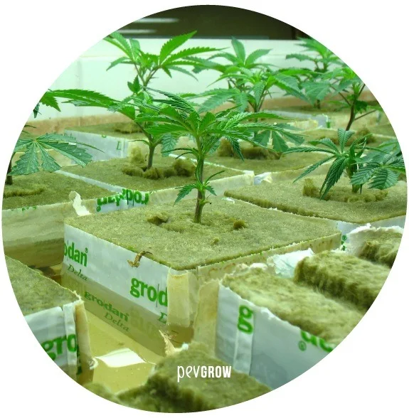 Plantas jóvenes de cannabis en bloques de lana de roca dispuestos en filas, con envoltorios blancos y letras verdes.