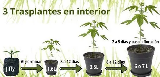 Esquema de tres trasplantes de cannabis en interior, desde un Jiffy hasta macetas de 1,6, 3,5 y 6 o 7 litros, con plazos entre pasos.