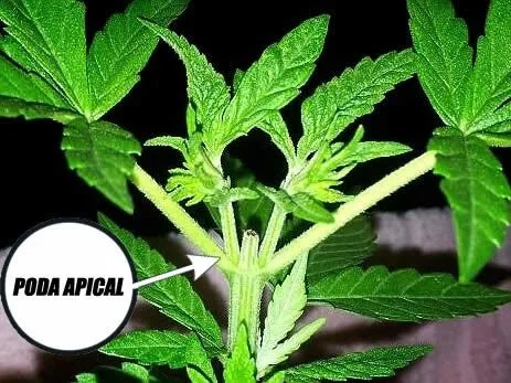 Primer plano de los brotes y tallos de cannabis, con una flecha blanca que señala el ápice y el rótulo «Poda apical». Primer plano de los brotes y tallos de cannabis, con una flecha blanca que señala el ápice y el rótulo «Poda apical».