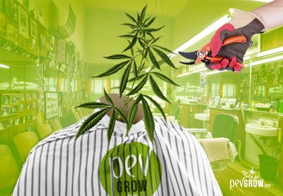 Montaje de una planta de cannabis con capa de peluquería y una mano enguantada que acerca tijeras de poda a su punta. Montaje de una planta de cannabis con capa de peluquería y una mano enguantada que acerca tijeras de poda a su punta.