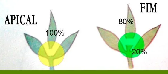 Esquema comparativo de poda apical y FIM, con zonas resaltadas en los brotes y porcentajes del 100 %, 80 % y 20 %. Esquema comparativo de poda apical y FIM, con zonas resaltadas en los brotes y porcentajes del 100 %, 80 % y 20 %.