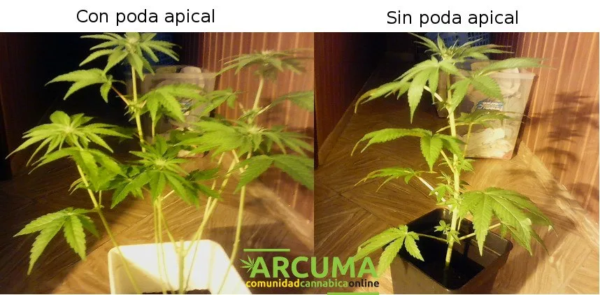 Comparación de dos plantas de cannabis: a la izquierda, «Con poda apical», más ramificada; a la derecha, «Sin poda apical». Comparación de dos plantas de cannabis: a la izquierda, «Con poda apical», más ramificada; a la derecha, «Sin poda apical».