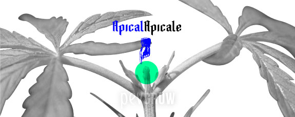 Detalle de la bifurcación de una planta de cannabis, con el brote central señalado en verde y una mano azul bajo el texto «Apical».