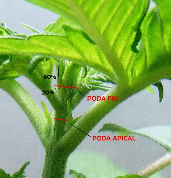 Detalle de un brote de cannabis con líneas rojas que comparan los puntos de corte de poda FIM y apical, y marcas del 80 % y 20 %. Detalle de un brote de cannabis con líneas rojas que comparan los puntos de corte de poda FIM y apical, y marcas del 80 % y 20 %.