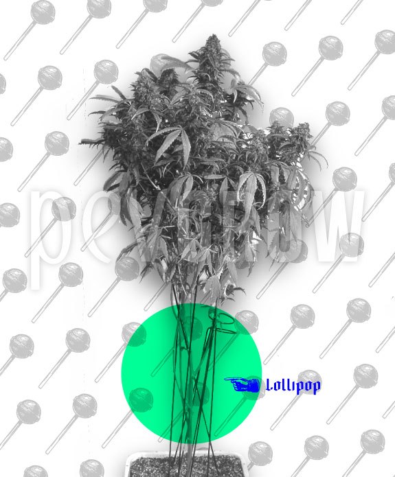 Planta de cannabis con follaje y flores en la parte superior y tallos inferiores desnudos, destacados con un círculo verde y el texto «Lollipop».