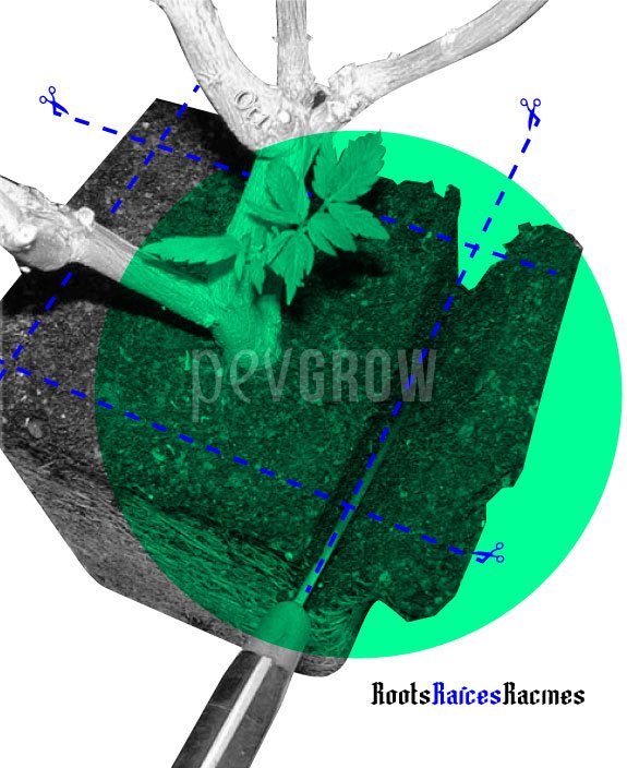 Diagrama de poda de raíces con un cepellón, un cuchillo y líneas discontinuas azules que marcan cortes alrededor de la base de la planta.