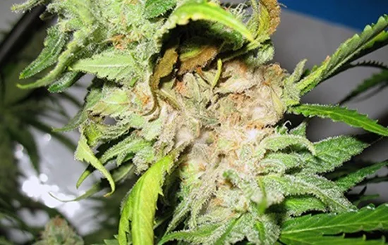 Primer plano de un cogollo de cannabis con zonas marrones y grisáceas entre hojas verdes y amarillentas. Primer plano de un cogollo de cannabis con zonas marrones y grisáceas entre hojas verdes y amarillentas.