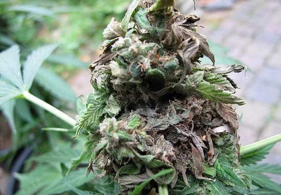 Cogollo de cannabis en primer plano, con extensas zonas oscuras, hojas secas enrolladas y filamentos grisáceos. Cogollo de cannabis en primer plano, con extensas zonas oscuras, hojas secas enrolladas y filamentos grisáceos.