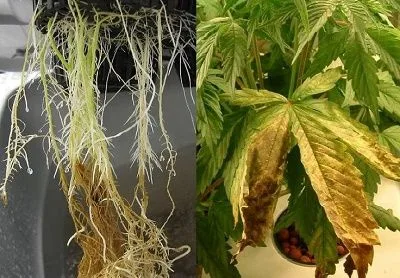 Composición de dos fotografías: raíces colgantes con zonas blancas y marrones y hojas de cannabis amarillentas con manchas oscuras. Composición de dos fotografías: raíces colgantes con zonas blancas y marrones y hojas de cannabis amarillentas con manchas oscuras.