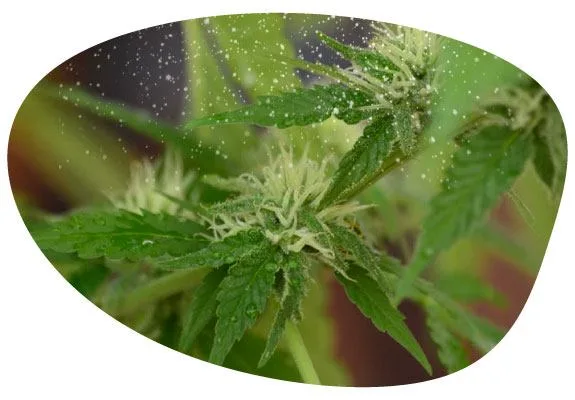 Primer plano de flores de cannabis con largos pistilos blancos y pequeñas partículas claras suspendidas alrededor, en un recorte ovalado. Primer plano de flores de cannabis con largos pistilos blancos y pequeñas partículas claras suspendidas alrededor, en un recorte ovalado.