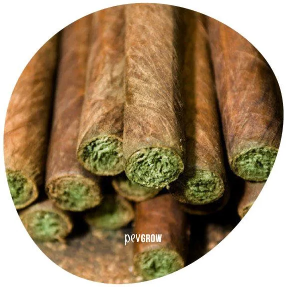 Varios blunts apilados, con envolturas marrones y extremos abiertos que muestran el relleno vegetal verde, en un recorte circular.