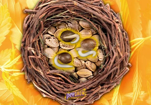 Composición de un nido de ramas con semillas y tres semillas grandes con raíces blancas, sobre un fondo amarillo con siluetas de hojas. Composición de un nido de ramas con semillas y tres semillas grandes con raíces blancas, sobre un fondo amarillo con siluetas de hojas.