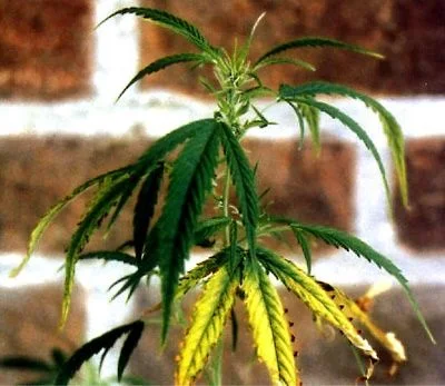 Planta de cannabis con hojas inferiores amarillas, bordes marrones y puntas curvadas ante una pared de ladrillo.