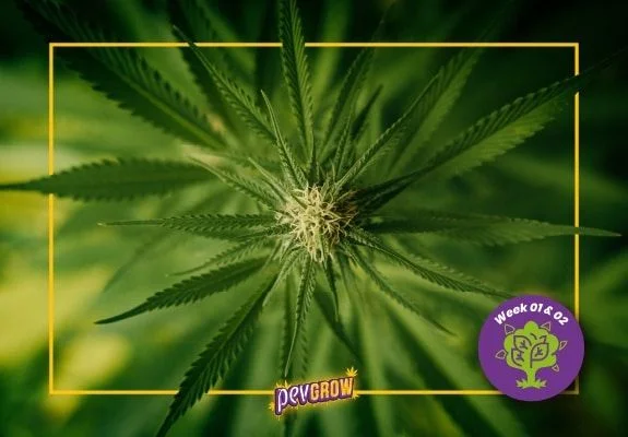 Vista superior de un brote de cannabis con filamentos blancos y hojas alargadas, enmarcada en amarillo con el rótulo «Week 01 & 02». Vista superior de un brote de cannabis con filamentos blancos y hojas alargadas, enmarcada en amarillo con el rótulo «Week 01 & 02».