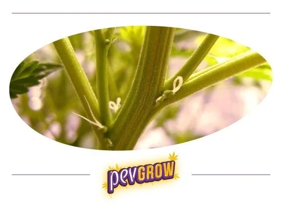 Detalle de los nudos de un tallo de cannabis, con pequeños filamentos blancos que sobresalen junto a las ramas. Detalle de los nudos de un tallo de cannabis, con pequeños filamentos blancos que sobresalen junto a las ramas.
