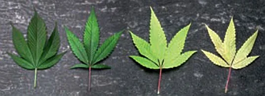 Cuatro hojas de cannabis alineadas sobre un fondo oscuro, con tonos que pasan del verde oscuro al amarillo pálido. Cuatro hojas de cannabis alineadas sobre un fondo oscuro, con tonos que pasan del verde oscuro al amarillo pálido.