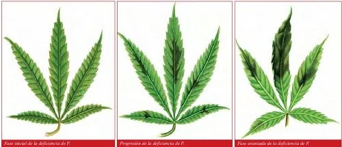 Comparación en tres paneles de hojas de cannabis con zonas oscuras y distintos grados de curvatura y enrollamiento. Comparación en tres paneles de hojas de cannabis con zonas oscuras y distintos grados de curvatura y enrollamiento.