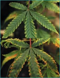 Dos primeros planos de hojas de cannabis: arriba, manchas amarillentas; abajo, bordes marrones y zonas secas más extendidas.