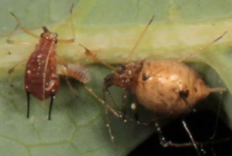 Detalle ampliado de dos pulgones sobre una hoja: uno alargado de tono rojizo y otro de cuerpo abultado y dorado con manchas oscuras.