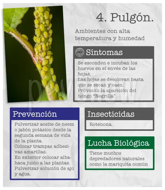 Infografía titulada «4. Pulgón», con pulgones amarillos agrupados en un tallo y apartados sobre síntomas, prevención y control.