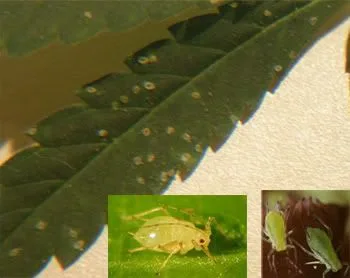 Hoja dentada con pequeños puntos claros y pulgones, acompañada de dos recuadros con vistas ampliadas de estos insectos.