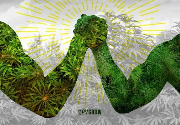 Montaje de dos brazos echando un pulso, rellenos de imágenes de cannabis y eneldo, sobre un fondo vegetal gris con rayos amarillos. Montaje de dos brazos echando un pulso, rellenos de imágenes de cannabis y eneldo, sobre un fondo vegetal gris con rayos amarillos.