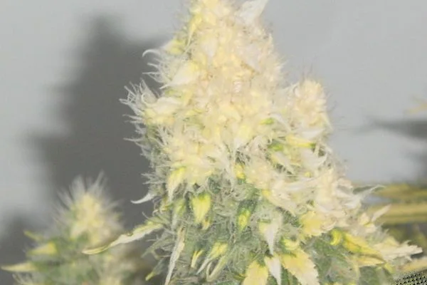 Primer plano de un cogollo de cannabis con la punta muy pálida, filamentos blancos y pequeñas hojas amarillas sobre una base verde.