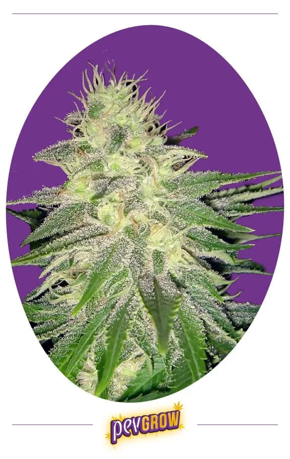 Primer plano de una punta floral de cannabis con filamentos claros y hojas cubiertas de tricomas, sobre fondo morado.