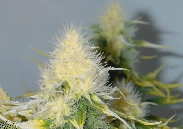 Cogollo de cannabis en primer plano con punta crema y abundantes filamentos blancos; otras puntas pálidas aparecen desenfocadas al fondo.