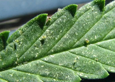 Primer plano de una hoja verde dentada con abundante punteado claro y pequeños organismos sobre la superficie y las nervaduras.