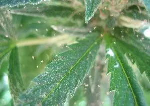 Detalle de hojas verdes de cannabis con abundante punteado claro sobre la superficie y finos hilos entre las hojas.