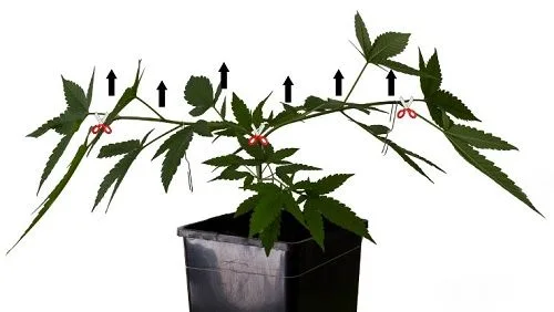 Planta de cannabis en maceta con ramas extendidas y marcas de tijeras y flechas que señalan puntos de poda.