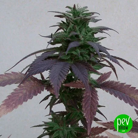 Planta de cannabis con cogollos verdes y grandes hojas moradas dentadas, fotografiada sobre un fondo gris claro. Planta de cannabis con cogollos verdes y grandes hojas moradas dentadas, fotografiada sobre un fondo gris claro.