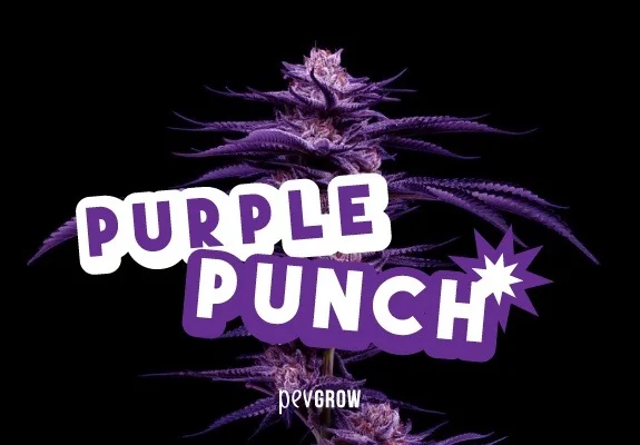 Planta de cannabis de tonos morados sobre fondo negro, con el texto grande «Purple Punch» y el logotipo Pevgrow en la parte inferior.