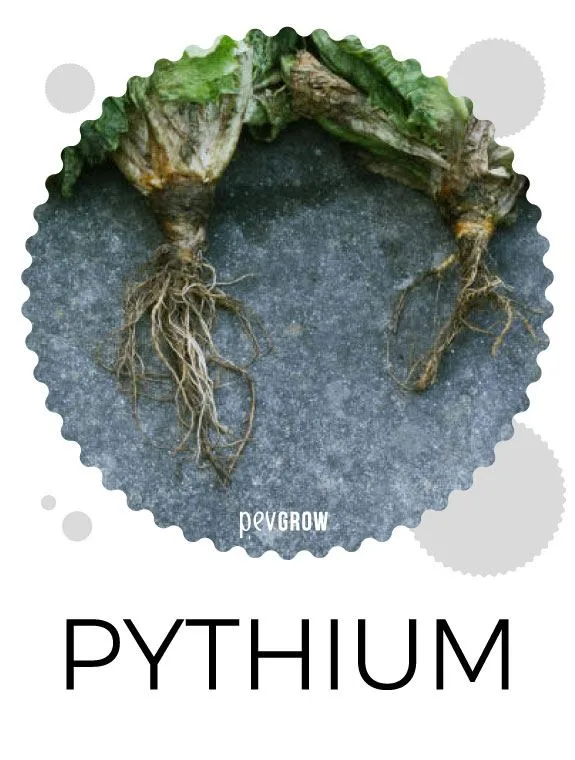 Dos bases de tallos con zonas marrones y raíces expuestas sobre fondo gris, en una lámina rotulada «PYTHIUM». Dos bases de tallos con zonas marrones y raíces expuestas sobre fondo gris, en una lámina rotulada «PYTHIUM».
